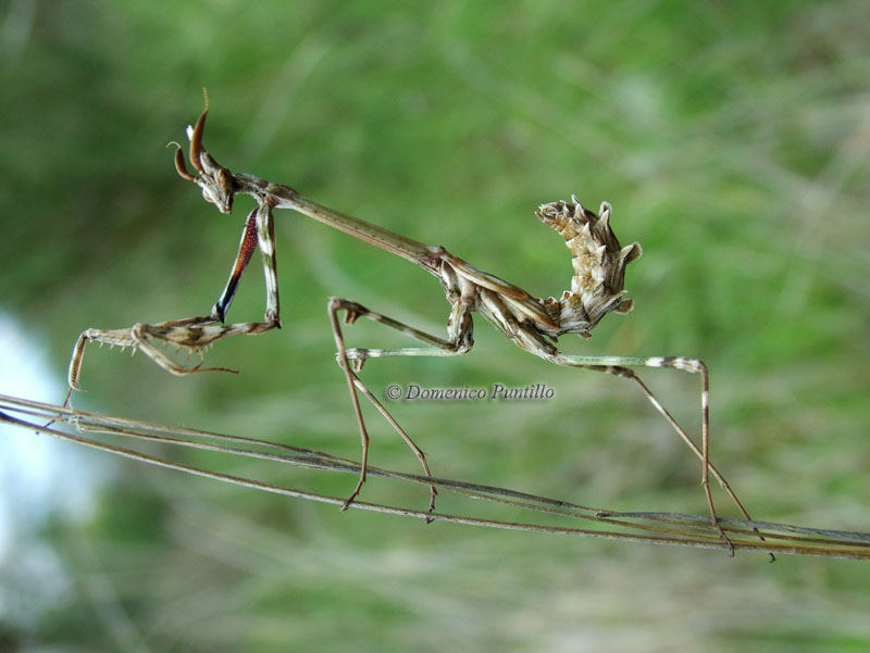 Empusa